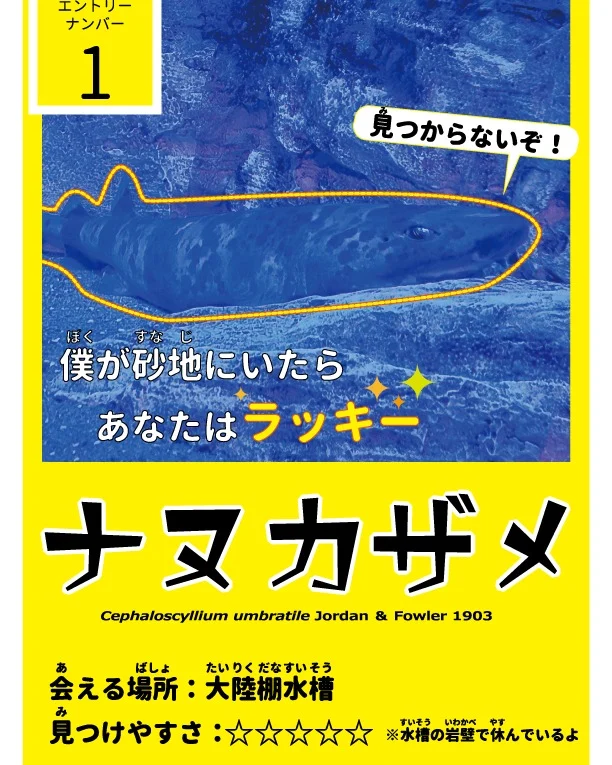 【サメ・エイ総選挙 候補ギョ紹介】
立候補ギョ①ナヌカザメ
浅場から水深400mくらいまでに生息するサメです。ずんぐりしたフォルムと意外に大きな口が特徴です🖊
フグのように海水を飲み込んでお腹を膨らませることもできる面白い生態も持っています🧐
ちなみに大陸棚水槽で1番見つけにくいのがこのサメ。写真は明るくしていますが、実際はとても暗いので探すのに苦労しました…笑

【サメ・エイ総選挙】投票はコチラから★
⇒https://www.pearlsea.jp/eventp/?event_p=24934

#長崎　#佐世保　#九十九島　#九十九島パールシーリゾート　#九十九島水族館海きらら
#海きらら　#サメ　#エイ　#ナヌカザメ #サメエイ総選挙