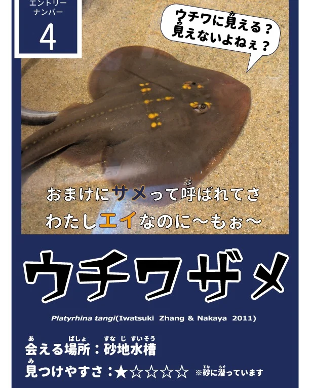【サメ・エイ総選挙候補魚紹介】
④ ウチワザメ
サメとつきますがエイの仲間🖊
うちわのように平べったい身体が特徴です👀
海きららでは砂地水槽で飼育していますが、ごはんタイム以外は砂地に潜っています。
2枚目の写真にもしっかり写っていますが、ふたつの鼻孔以外は完全に隠れていました…🙃

【サメ・エイ総選挙】投票はコチラから★
⇒https://www.pearlsea.jp/eventp/?event_p=24934

#長崎　#佐世保　#九十九島　#九十九島パールシーリゾート　#九十九島水族館海きらら
#海きらら　#サメ　#エイ　#ナヌカザメ #サメエイ総選挙　#トラザメ　#ヒゲツノザメ　#ウチワザメ