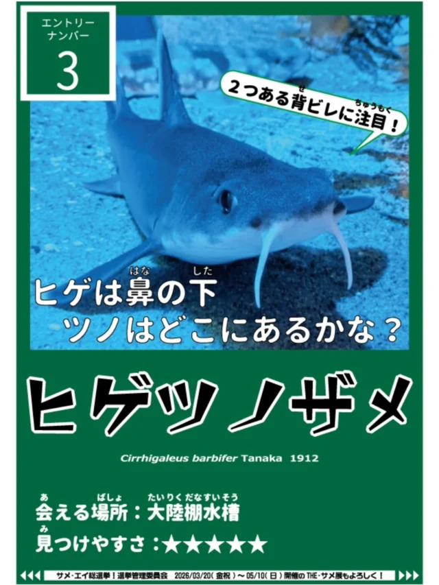 【サメ・エイ総選挙候補魚紹介】
③ヒゲツノザメ
暗いところを好む深海性のサメです。
特徴はなんと言っても顔の先に長〜い2本のヒゲとふたつの背ビレにある鋭いトゲが特徴です( '灬' )
かなり珍しい種類ですが、実は海きららでは2022年に11匹ものヒゲツノザメが誕生しています👶✨

【サメ・エイ総選挙】投票はコチラから★
⇒https://www.pearlsea.jp/eventp/?event_p=24934

#長崎　#佐世保　#九十九島　#九十九島パールシーリゾート　#九十九島水族館海きらら
#海きらら　#サメ　#エイ　#ナヌカザメ #サメエイ総選挙　#トラザメ　#ヒゲツノザメ