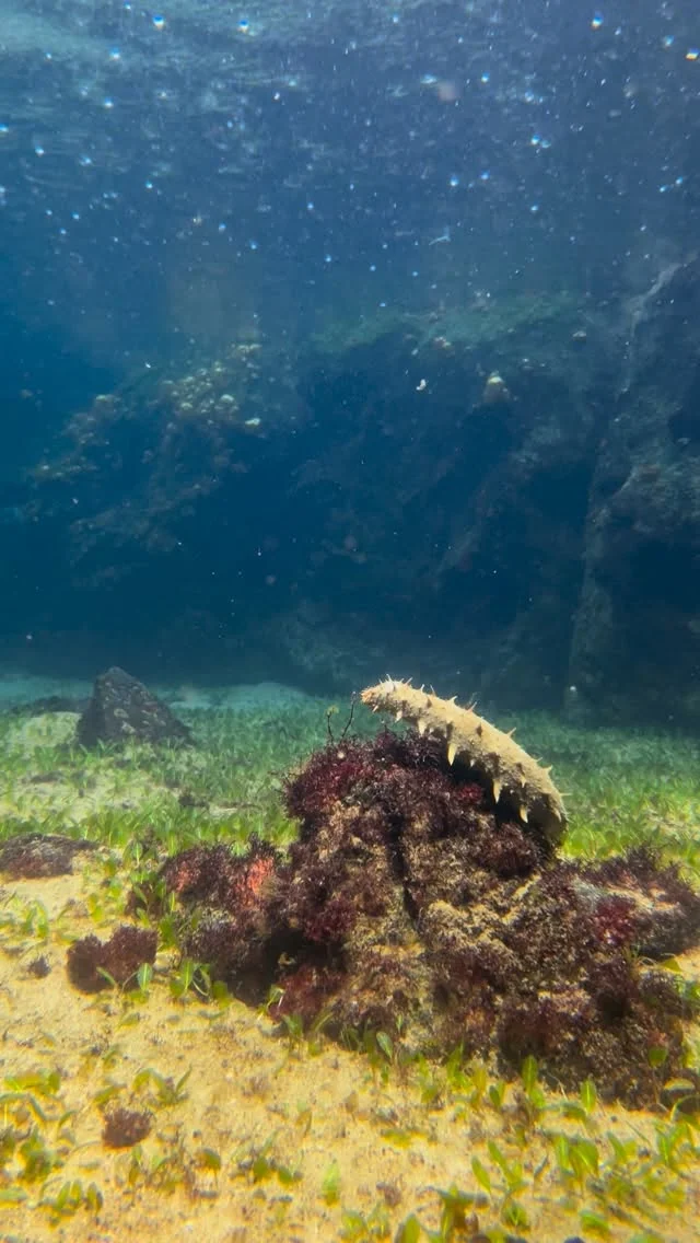 少し前のアマモ場水槽☔️
ライトに照らされたナマコが何故か神々しく見えました🫣
雨を触りたいのか、雨乞いをしているのか、、。笑
⁡
このナマコが見たい方はぜひ海きららに遊びに来てください！！
※必ずしている訳ではありません。
⁡
 #海きらら
 #長崎
 #佐世保
 #遊び
 #水族館
