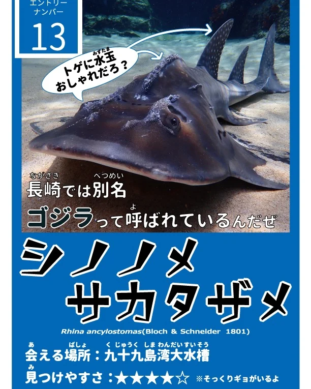 【サメ・エイ総選挙候補ギョ紹介】
⑬シノノメサカタザメ
サメ・エイ総選挙の候補ギョ、最後に紹介するのは、九十九島湾大水槽のシノノメサカタザメ。
一度見たら忘れられない、ゴツゴツしたフォルム。本当にかっこいい…！

飼育スタッフがエサを持って大水槽に潜ると、大好きな飼育スタッフ（が持つエサ）に一直線！
（シノノメサカタザメの愛は）当たると大変痛いので、注意しながらエサをあげます。
モリモリ食べてくれるのが可愛いです。
===============================

【サメ・エイ総選挙】投票はコチラから★
⇒https://www.pearlsea.jp/eventp/?event_p=24934

#長崎 　#佐世保　#九十九島　#九十九島パールシーリゾート　#九十九島水族館海きらら
#海きらら　#サメ　#エイ　#ナヌカザメ #サメエイ総選挙　#トラザメ　#ヒゲツノザメ　#ウチワザメ #ネコザメ #アカシュモクザメ　#ハンマーヘッドシャーク　#アカエイ #白いアカエイ #アルビノ　#マダラエイ　#ウシエイ #ホシエイ #ツバクロエイ #シノノメサカタザメ