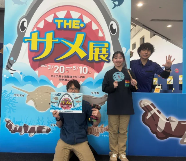 .
サメ展カウントダウン【5】
THE・サメ展開催まであと５日！

今日は壁紙の一部をご紹介します！！
壁紙の向こうではスタッフ一同準備を進めています😆　

明日もお楽しみにー！

#THE・サメ展　#海きらら　#九十九島水族館