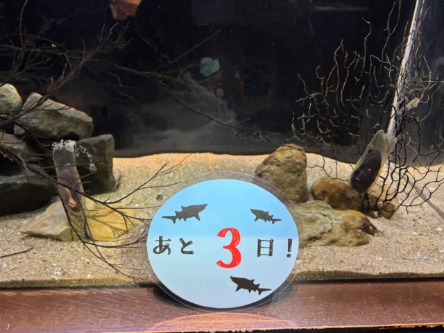 .
サメ展カウントダウン【3】
THE・サメ展カウントダウン

今日は九州初上陸？！
サラワクスウェルシャークの卵をご紹介します！
他にもどんなサメが見られるかはお楽しみにー！

昨日はカウントダウン投稿忘れてしまいました、、😔

#海きらら　#THE・サメ展　#九十九島水族館