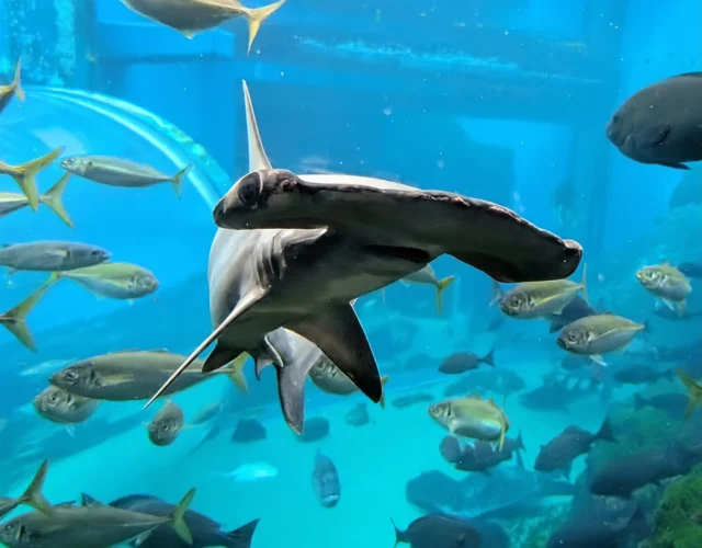 【サメ・エイ総選挙中間発表！】※3/16(月)現在

１位　#アカシュモクザメ👑

２位　#ネコザメ🐈

３位　#シノノメサカタザメ🌨

現在アカシュモクザメが1位！次点でネコザメが続きます。
しかしシノノメサカタザメがここにきて急上昇中🔥1位2位も油断できません！
この激戦を見逃すな！
投票はコチラから！→https://www.pearlsea.jp/eventp/?event_p=24934