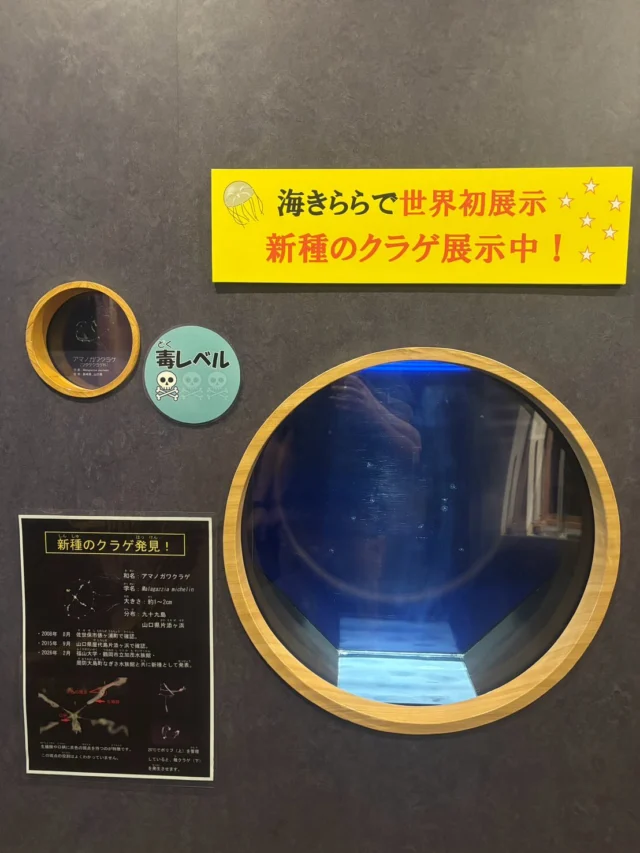 .
クラゲ研究室にて世界初展示である新種のアマノガワクラゲを展示しております！

生殖腺や口柄の部分に茶色の斑点を持つのが特徴です😳
この斑点の役割は不明です！

ぜひご覧ください！

#アマノガワクラゲ　#九十九島水族館　#海きらら
#クラゲ